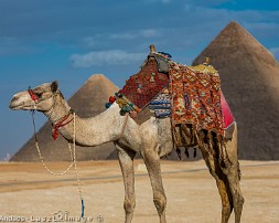 Egypt_2018-1680